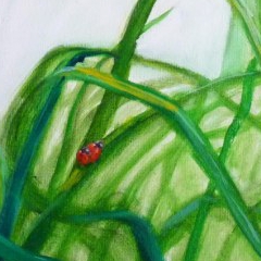 Coccinelles